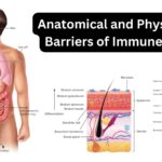 Anatomical and Physiological Barriers of Immune System