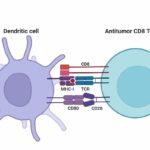 Dendritic cell - Definition, Location, Structure, Types, Functions