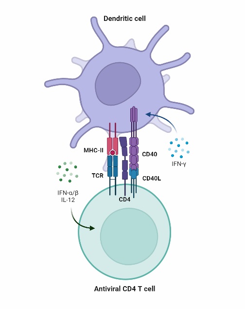 Functions of Dendritic cells