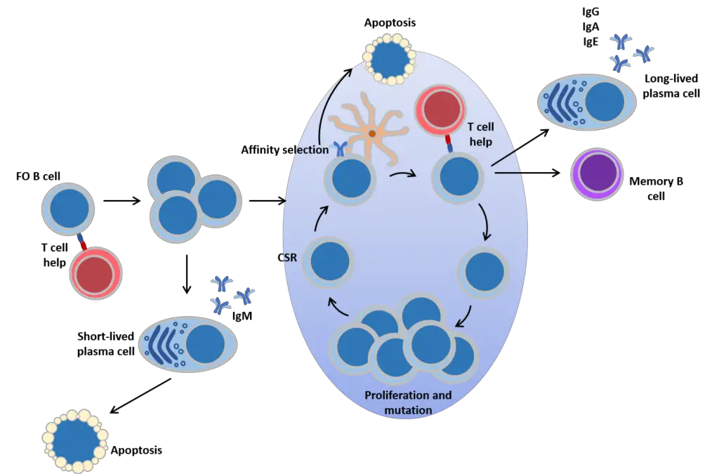 B cell responses to antigen 