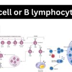 B cell or B lymphocytes