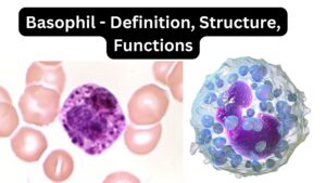 Basophil - Definition, Structure, Functions