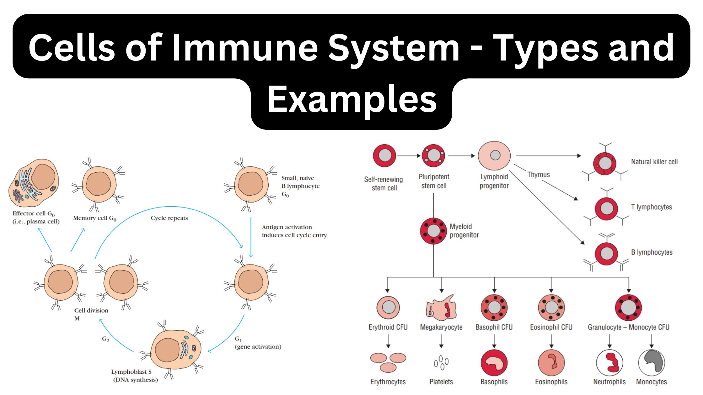 Cells of Immune System - Types and Examples