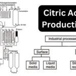 Citric Acid Production