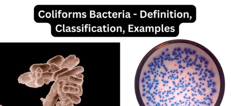 Coliform Bacteria - Definition, Classification, Examples
