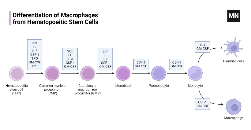 Differentiation of Macrophages from Hematopoietic Stem Cells