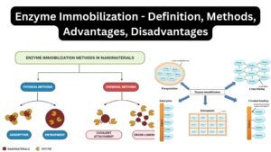 Enzyme Immobilization - Definition, Methods, Advantages, Disadvantages