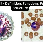 Eosinophil - Definition, Functions, Features, Structure