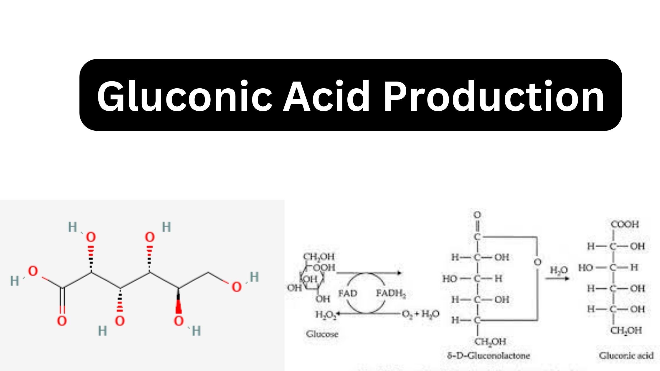 Gluconic Acid Production