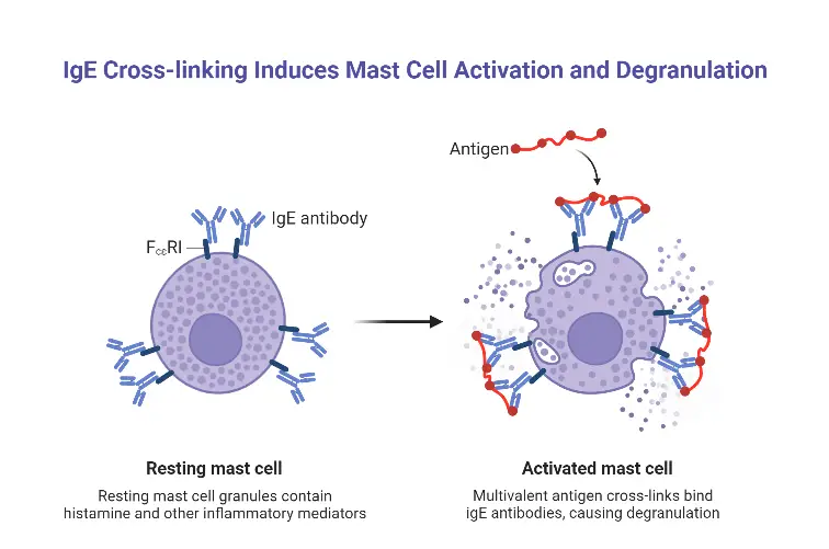 IgE Cross-linking Induces Mast Cell Activation and Degranulation