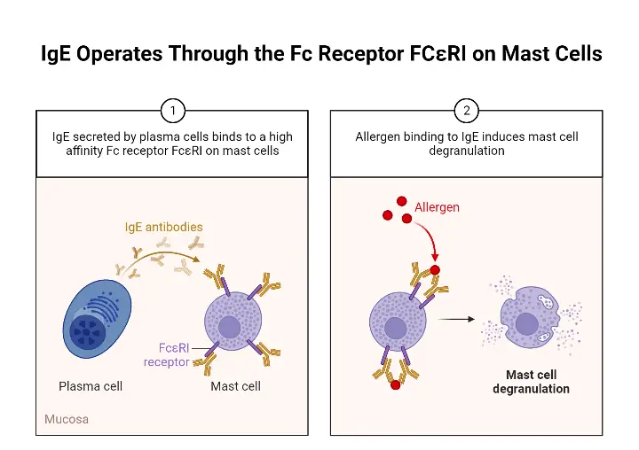 IgE Operates Through the Fc Receptor FCεRI on Mast Cells