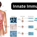 Innate Immunity - Definition, Types, Mechanism