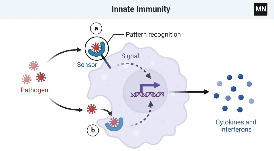 Innate Immunity 