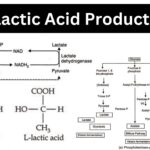 Lactic Acid Production