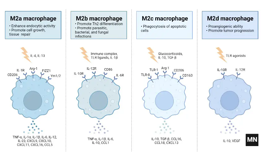 M2 Macrophage Subtypes