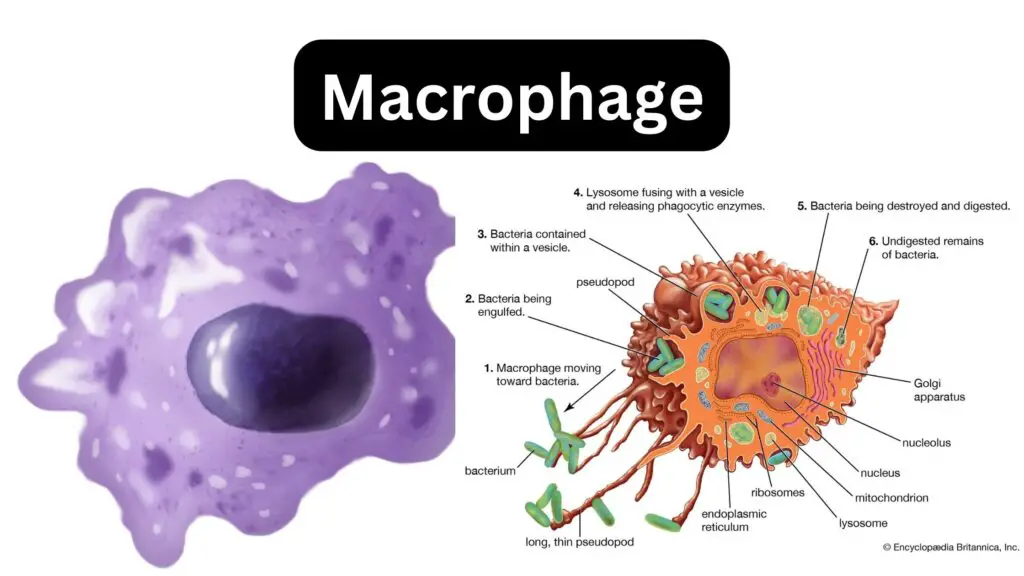 Macrophage - Definition, Structure, Mechanism, Functions