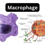 Macrophage - Definition, Structure, Mechanism, Functions