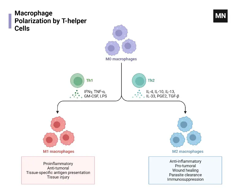 Macrophage Polarization by T-helper Cells