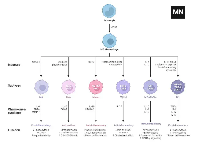 Macrophage Subtypes in Atherosclerosis