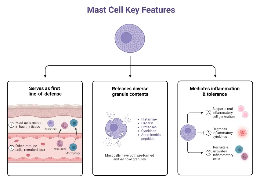 Mast Cell Key Features