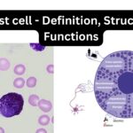 Mast cell - Definition, Structure, Functions