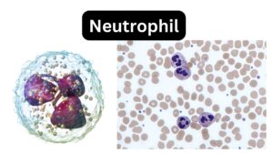Neutrophil - Definition, Structure, Functions