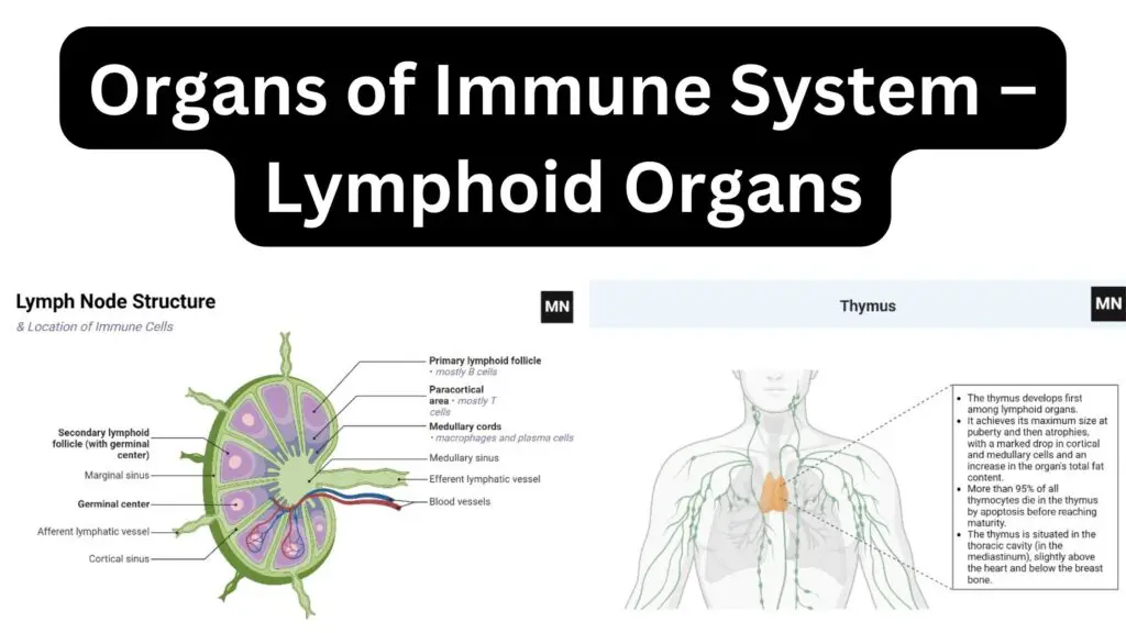 Organs of Immune System – Lymphoid Organs