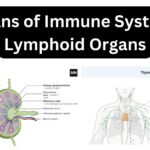 Organs of Immune System – Lymphoid Organs