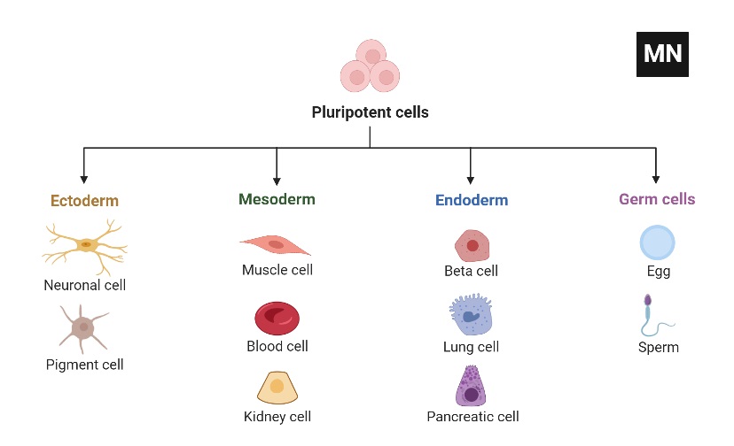 Pluripotent Stem Cell Differentiation