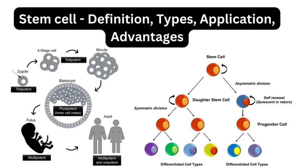 Stem cell - Definition, Types, Application, Advantages
