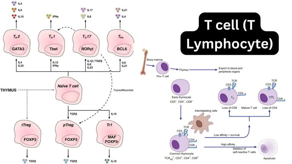 T cell (T Lymphocyte) - Definition, Types, Development