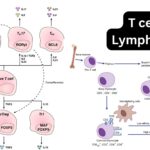 T cell (T Lymphocyte) - Definition, Types, Development