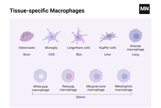 Tissue-specific Macrophages