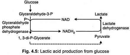 Biosynthesis of Lactic Acid