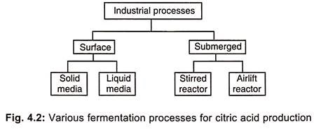 Production of Citric Acid / Fermentation of Citric Acid