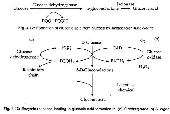 Fermentation Process of Gluconic Acid