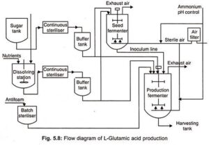 L-Glutamic Acid Production