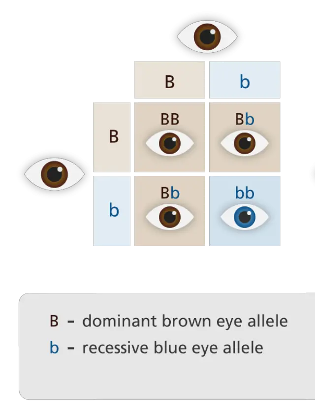 Punnett Square Calculator Eye Color