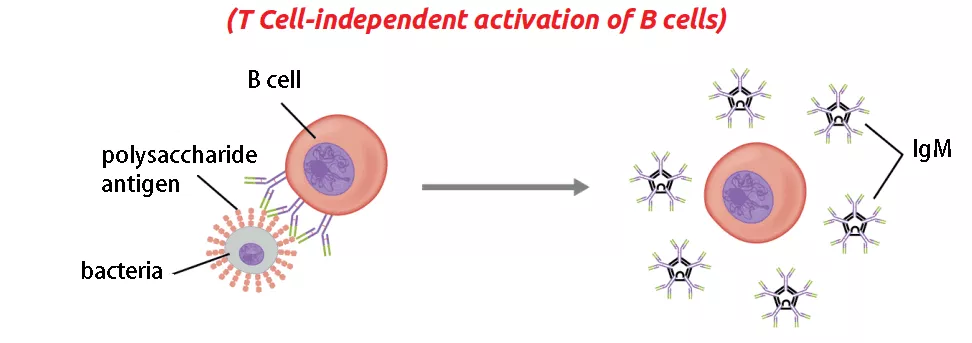 T cell-independent activation