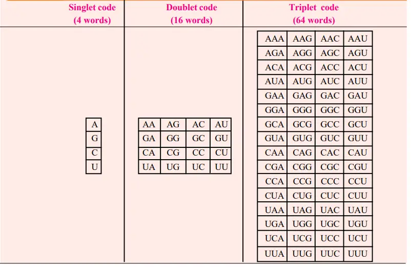 Possible singlet, doublet and triplet codes of mRNA