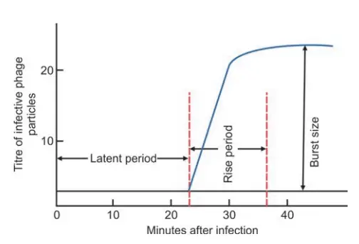 One step growth curve of bacteriophage