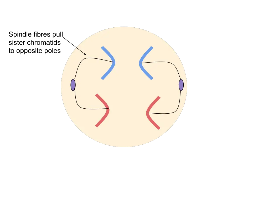 Anaphase during Mitosis