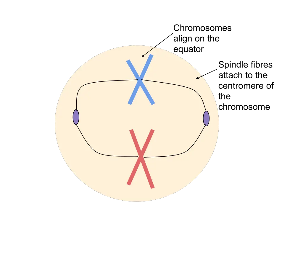Metaphase during Mitosis