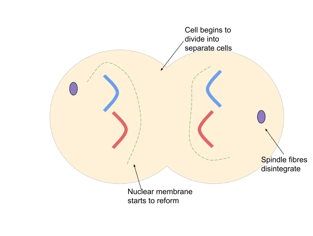 Telophase during mitosis