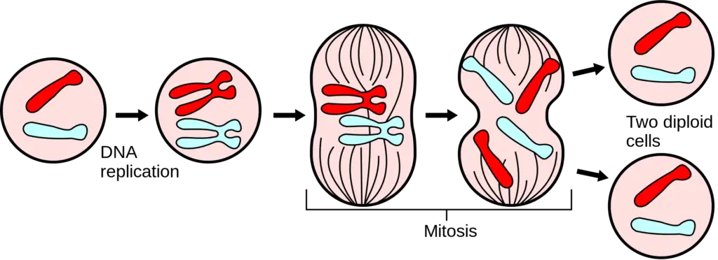 Mitosis divides the chromosomes in a cell nucleus.