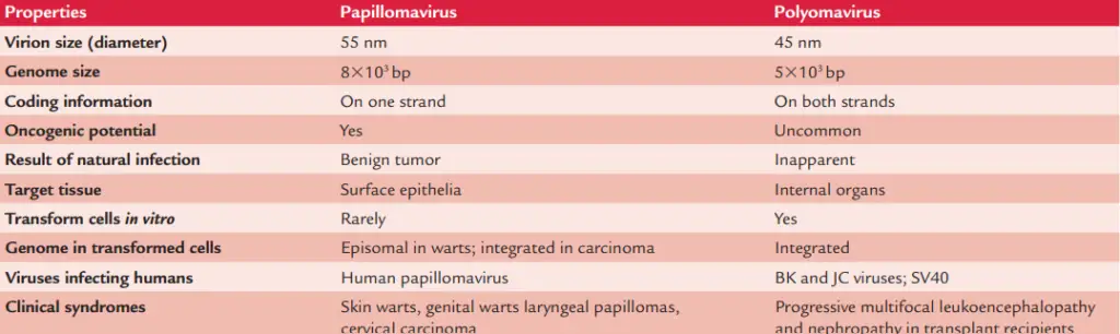 Differences between human papillomaviruses and human polyomaviruses