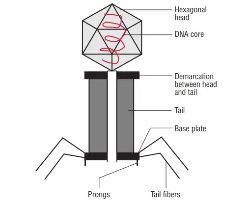 Morphology of Bacteriophages 