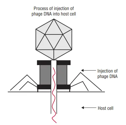 Life Cycle of Bacteriophages