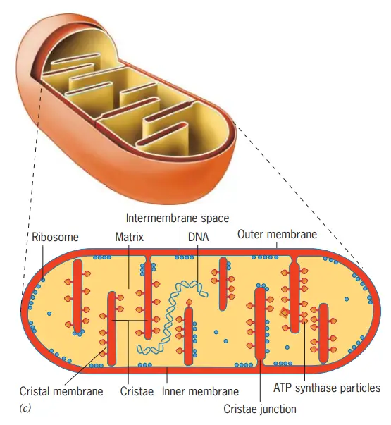Mitochondria Structure