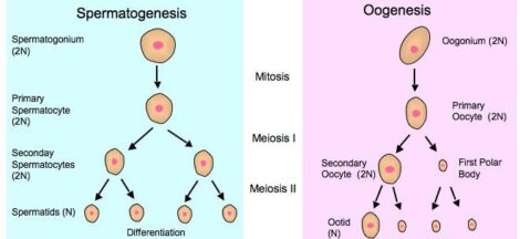 Gametogenesis - Definition, Steps